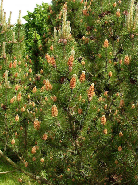 Bergkiefer/Latsche (Pinus mugo)