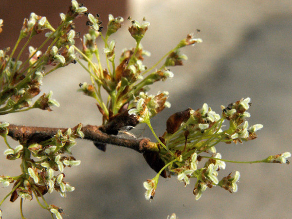 Bergulme (Ulmus glabra) - XL Produkt