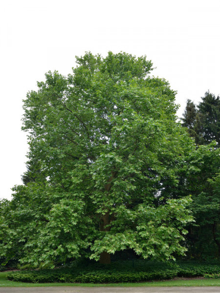 Ahornblättrige Platane (Platanus hispanica)