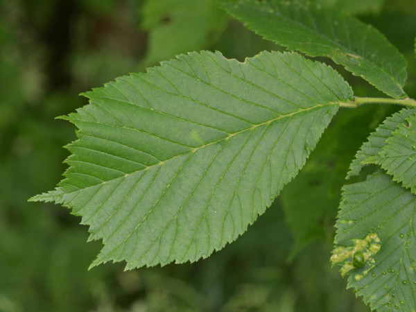 Bergulme (Ulmus glabra) - XL Produkt