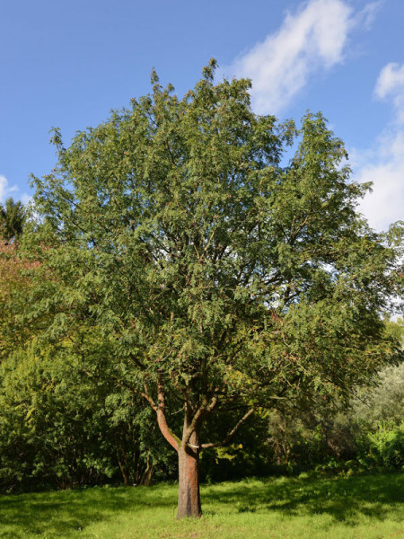 Speierling (Sorbus domestica)