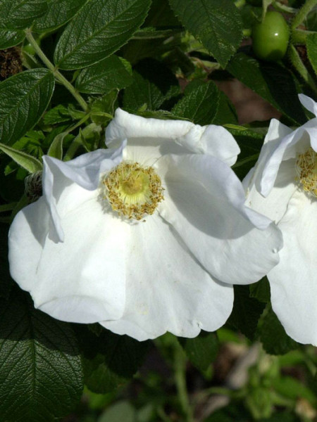 Weiße Kartoffelrose/Apfelrose (Rosa rugosa &#039;Alba&#039;)