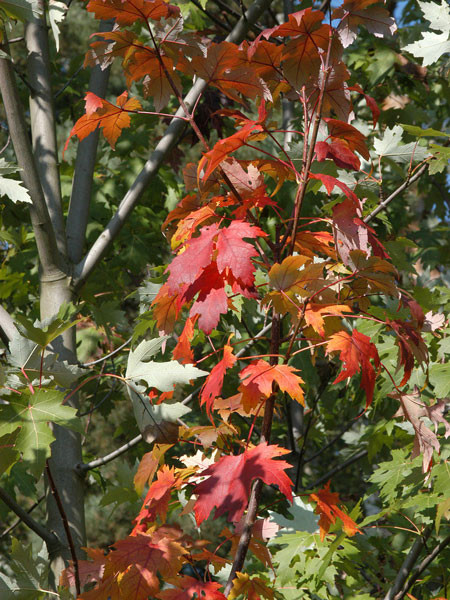 Silber-Ahorn (Acer saccharinum)