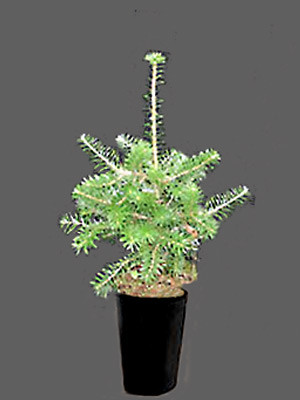 Koreatanne (Abies koreana)