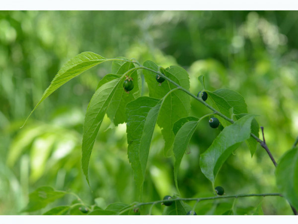 Amerikanischer Zürgelbaum (Celtis occidentalis)