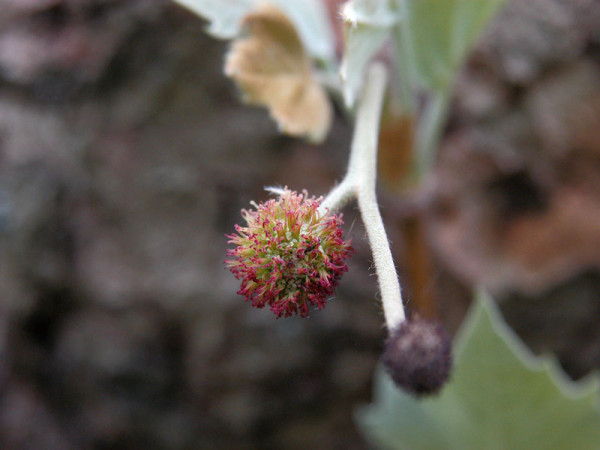 Ahornblättrige Platane (Platanus hispanica)