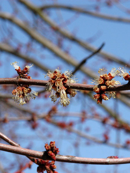 Silber-Ahorn (Acer saccharinum)