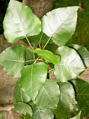 Pappel (Populus ssp. Hybr.)