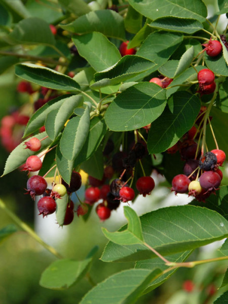 Kupfer-Felsenbirne (Amelanchier lamarckii)