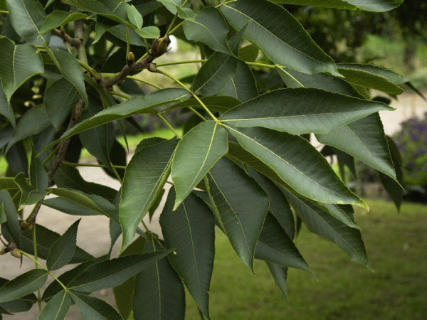 Schuppenrinden-Hickory (Carya ovata)