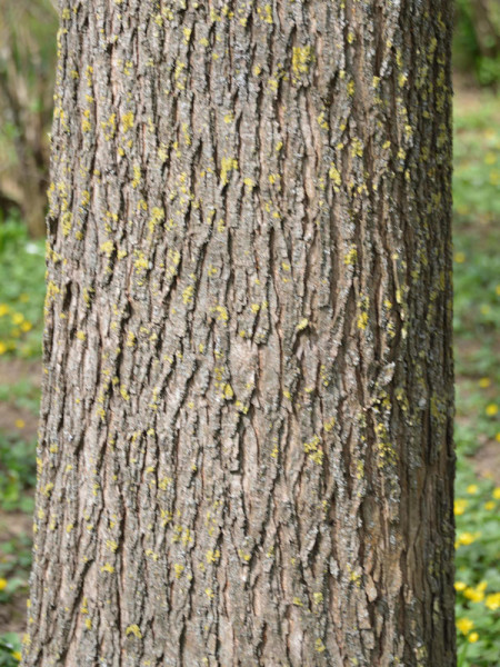 Bergulme (Ulmus glabra)