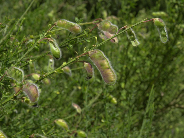 Besenginster (Cytisus scoparius)