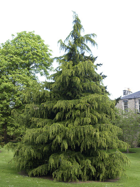 Himalaya-Zeder (Cedrus deodora)