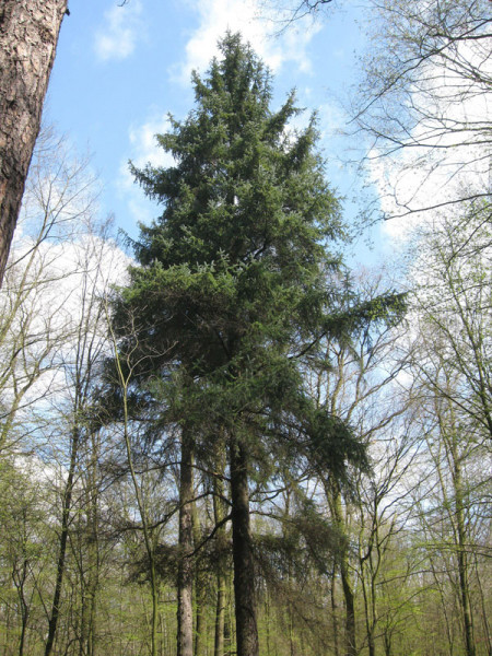 Sitkafichte (Picea sitchensis)