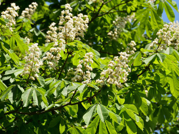 Rosskastanie (Aesculus hippocastaneum) - XL-Produkt