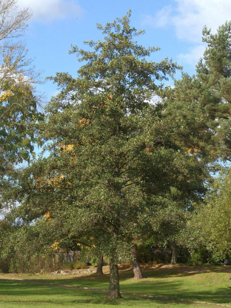 Schwarzerle (Alnus glutinosa) Roterle