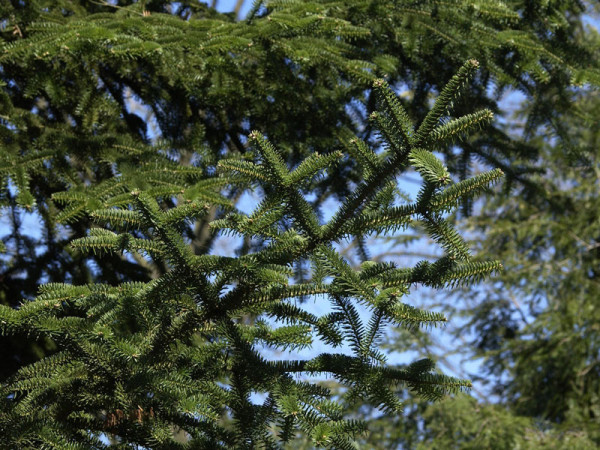 Kilikische Tanne (Abies cilicia)