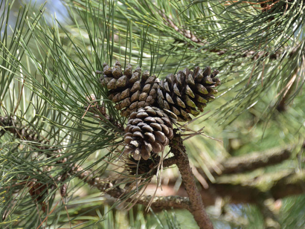 Schwarzkiefer (Pinus nigra austriaca)