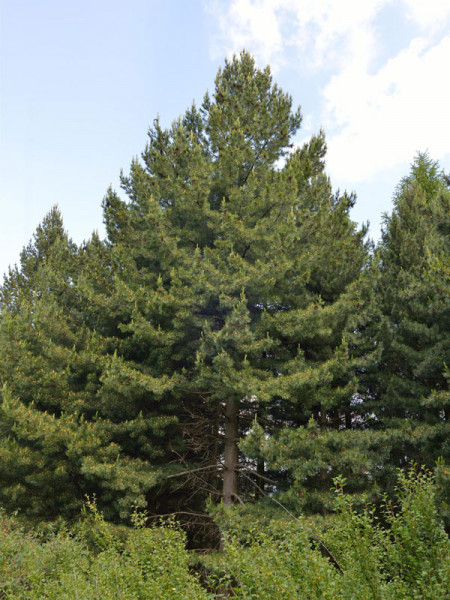 Zirbe, Zirbelkiefer, Arve (Pinus cembra)