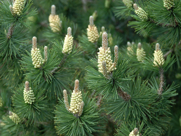 Hakenkiefer/Spirke (Pinus uncinata)