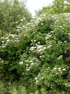 Gemeiner Schneeball (Viburnum opulus)