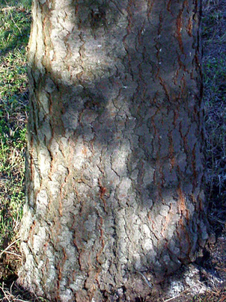 Silbertanne, Koloradotanne , Grautanne (Abies concolor)