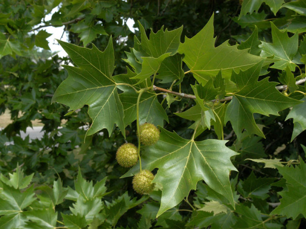 Ahornblättrige Platane (Platanus hispanica)