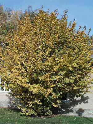 Haselnuss (Corylus avellana)