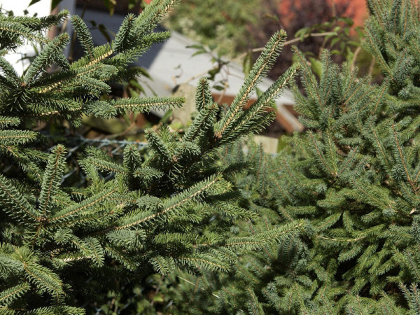 Weissfichte (Picea glauca)