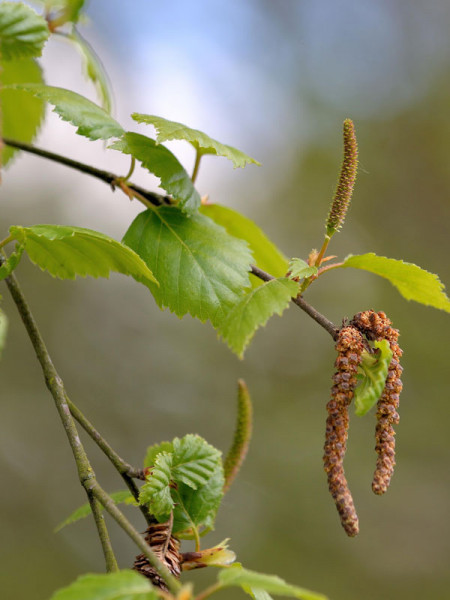 Sandbirke (Betula pendula)