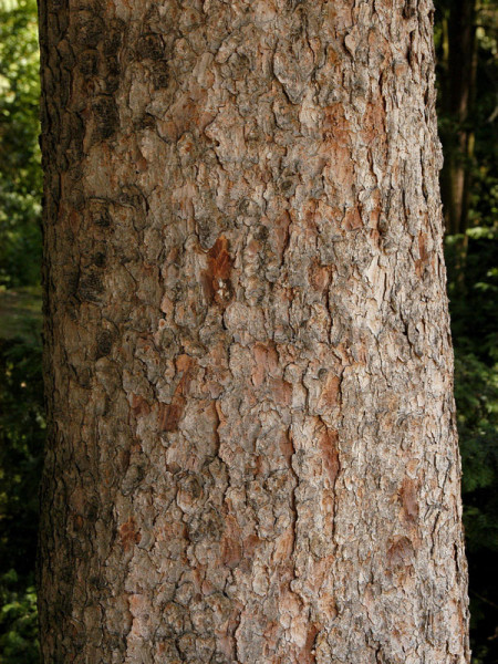 Engelmann-Fichte (Picea engelmannii)