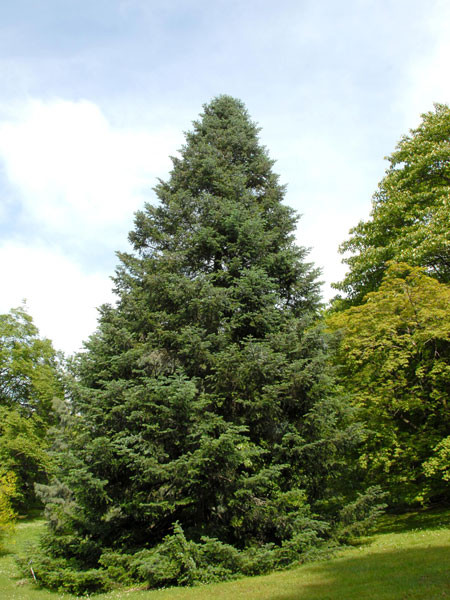 Purpur-Tanne (Abies amabilis)