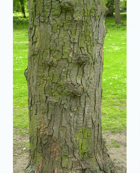Schneeball-Ahorn (Acer opalus)