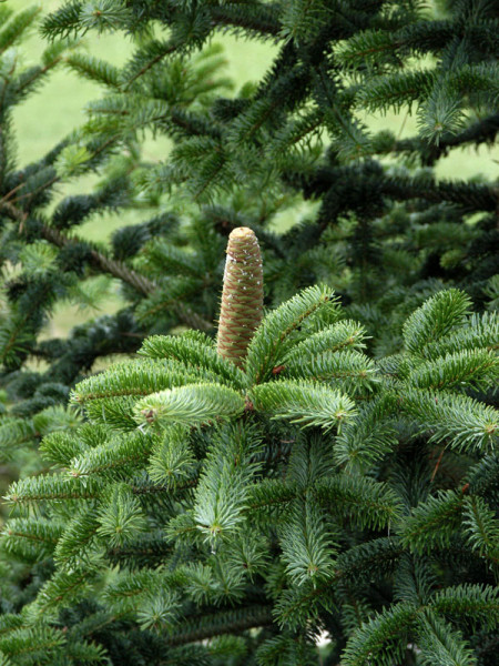 Nordmanntanne (Abies nordmanniana) Samenherkunft: Ambrolauri/Borshomi