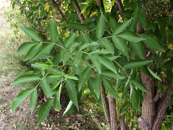 Schwarzer Holunder (Sambucus nigra)