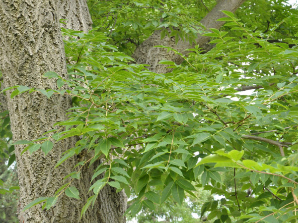 Amur-Korkbaum (Phellodendron amurense)