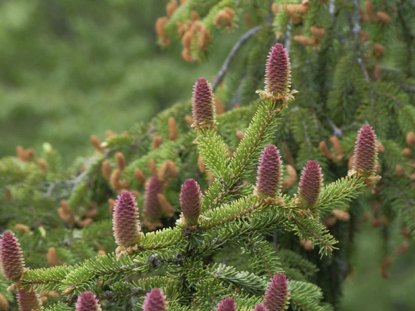 Fichte, Rotfichte (Picea abies)