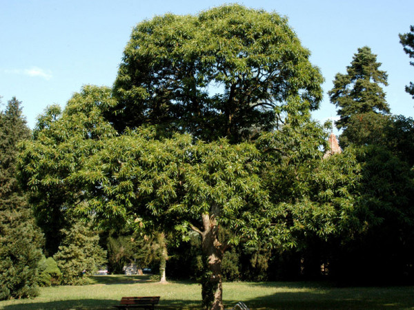 Edelkastanie (Castanea sativa)