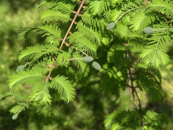 Urweltmammutbaum (Metasequoia glyptostroboides)