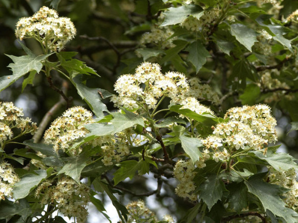 Elsbeere (Sorbus torminalis)