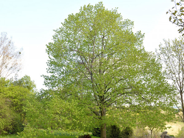 Sommerlinde (Tilia platyphyllos)