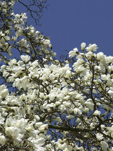 Baummagnolie (Magnolia kobus)