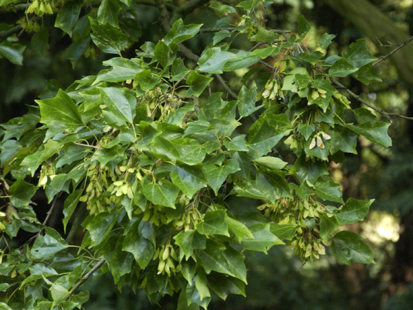 Dreispitzahorn (Acer buergerianum)