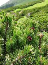 pinus-mugo-forst