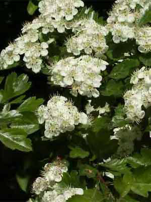 Eingriffliger Weissdorn (Crataegus monogyna)