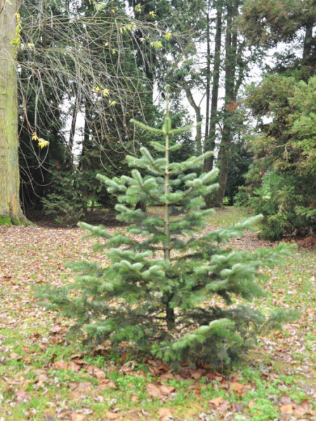 Türkische Tanne (Abies bornmuelleriana)