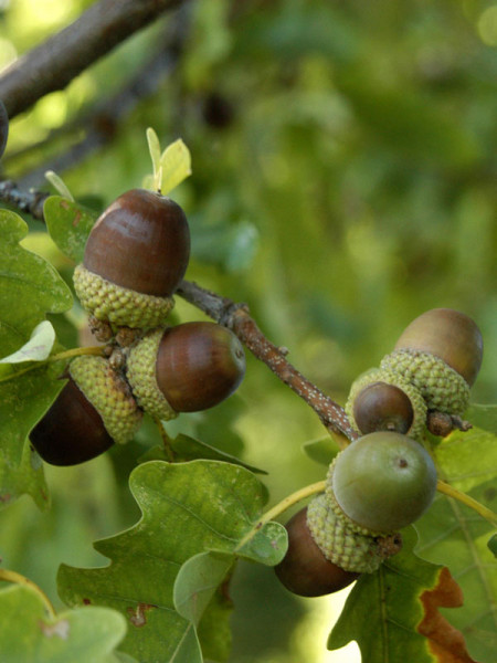 Traubeneiche (Quercus petraea)