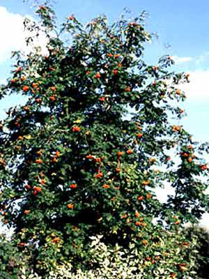 Eberesche (Sorbus aucuparia) Vogelbeere