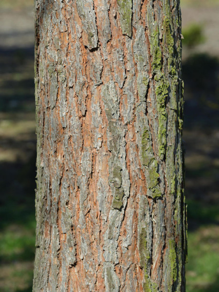 Kiefer/Föhre (Pinus sylvestris)