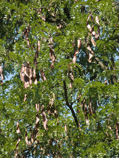 Lederhülsenbaum, falscher Christusdorn (Gleditsia triacanthos)